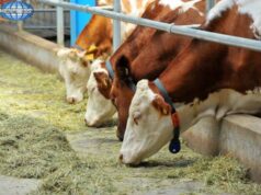 Գեղարքունիքում կովերի անկման միակ պատճառը եղել է փքվածությունը