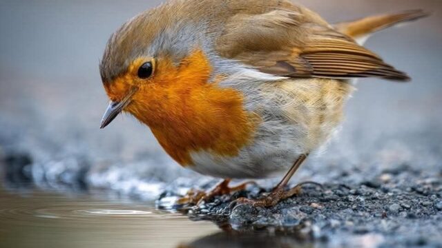 0294e0eabb87d1f5b9b3231c36163769