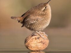 Եղանակի կանխատեսում․ Առաջիկա օրեր․ Փետրվարի 3-8